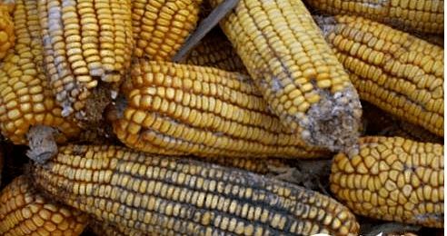 夏季飼料防霉與原料銷售策略 保障品質(zhì)，贏得市場